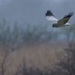 Busard Saint-Martin mâle